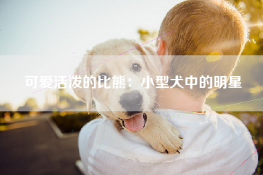 可爱活泼的比熊：小型犬中的明星