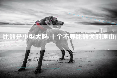 比熊是小型犬吗(十个不养比熊犬的理由)