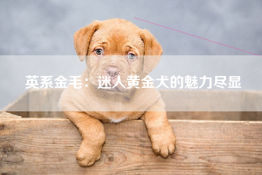 英系金毛：迷人黄金犬的魅力尽显