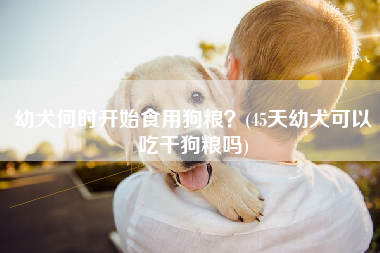 幼犬何时开始食用狗粮？(45天幼犬可以吃干狗粮吗)