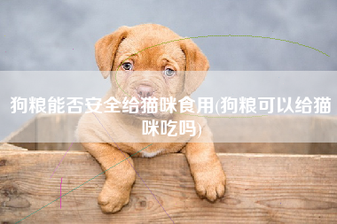 狗粮能否安全给猫咪食用(狗粮可以给猫咪吃吗)