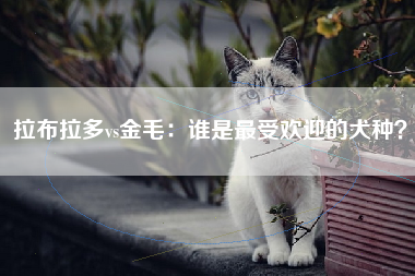 拉布拉多vs金毛：谁是最受欢迎的犬种？