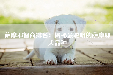 萨摩耶智商排名：揭秘最聪明的萨摩耶犬品种