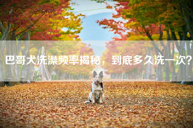 巴哥犬洗澡频率揭秘，到底多久洗一次？