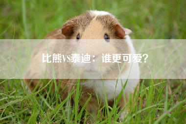 比熊VS泰迪：谁更可爱？