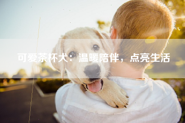 可爱茶杯犬：温暖陪伴，点亮生活