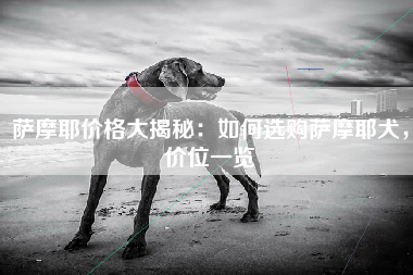 萨摩耶价格大揭秘：如何选购萨摩耶犬，价位一览