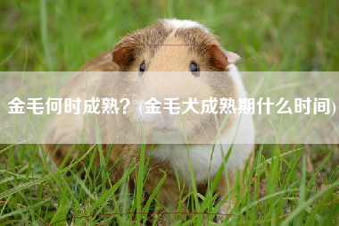 金毛何时成熟？(金毛犬成熟期什么时间)