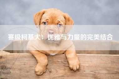 赛级柯基犬：优雅与力量的完美结合