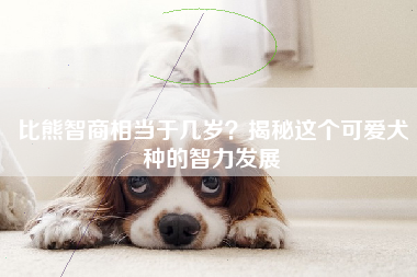 比熊智商相当于几岁？揭秘这个可爱犬种的智力发展