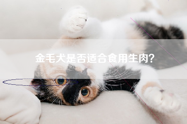 金毛犬是否适合食用生肉？