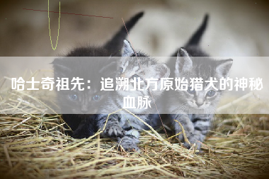 哈士奇祖先：追溯北方原始猎犬的神秘血脉