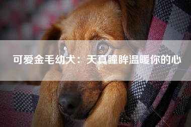 可爱金毛幼犬：天真瞳眸温暖你的心