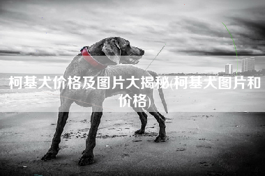 柯基犬价格及图片大揭秘(柯基犬图片和价格)