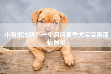 小狗怕冷吗？一个月的冬季犬宝宝需谨慎保暖