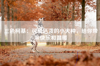 三色柯基：可爱活泼的小犬种，给你带来快乐和温暖