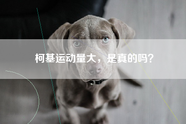 柯基运动量大，是真的吗？