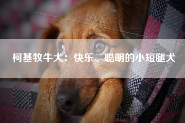 柯基牧牛犬 快乐